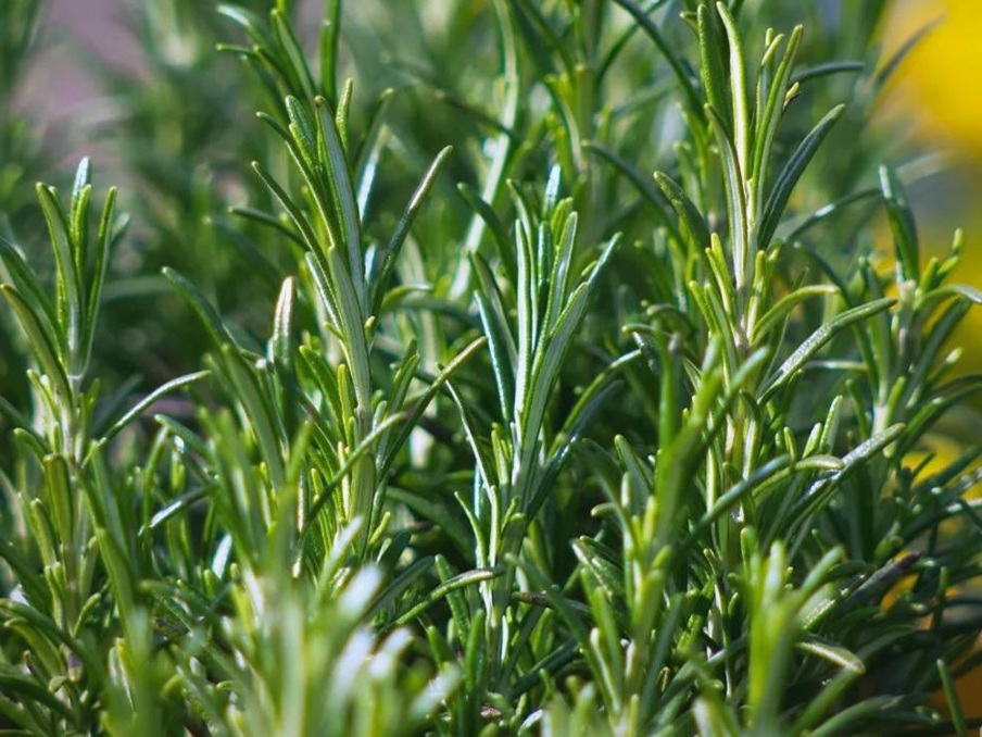 Rosemary.jpg
