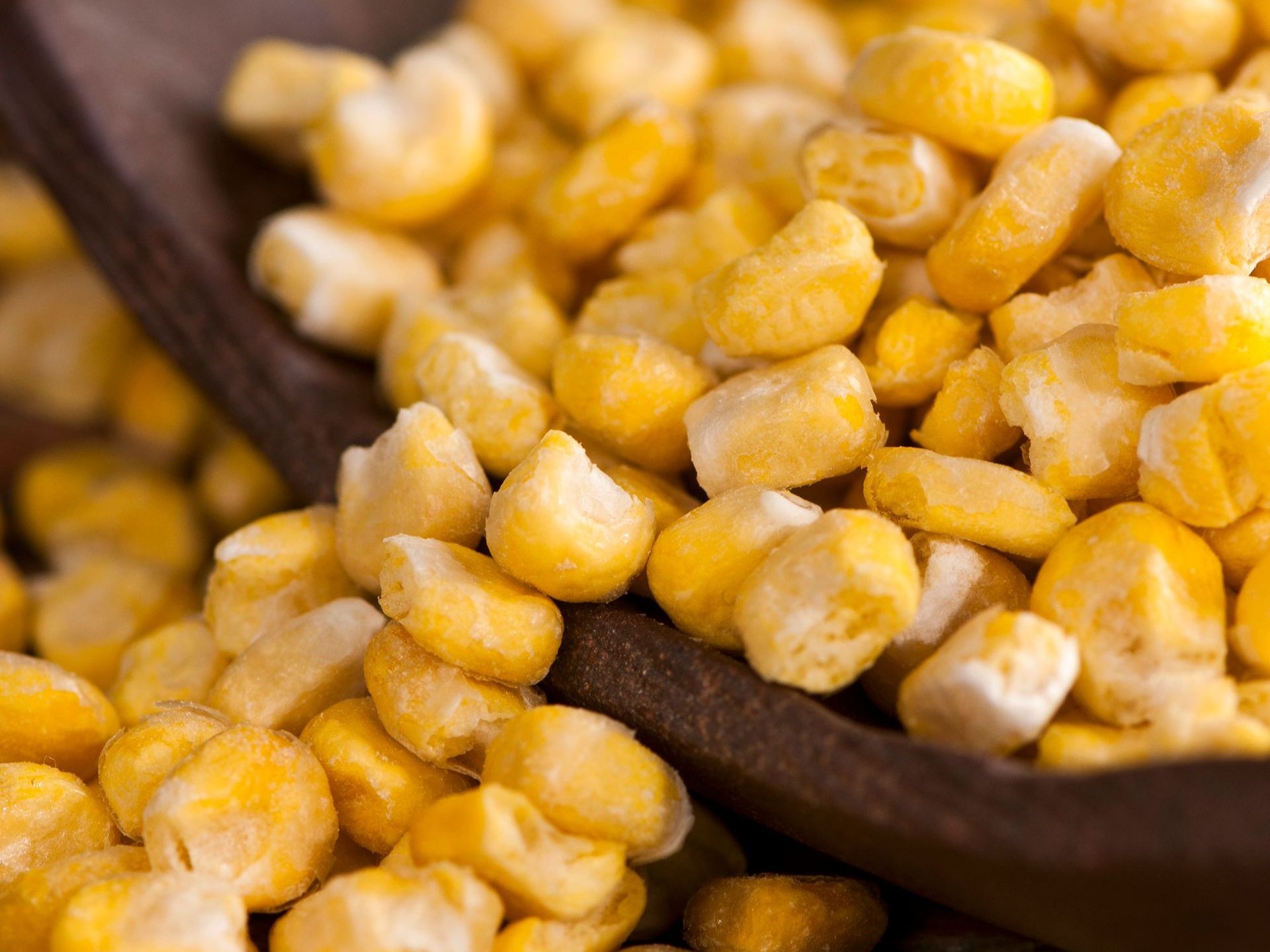 iqf frozen sweet corn kernels