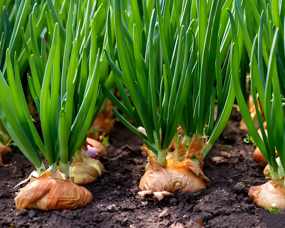 onion farm