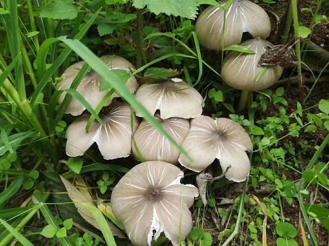 wild Termite Mushrooms Termitomyces albuminosus