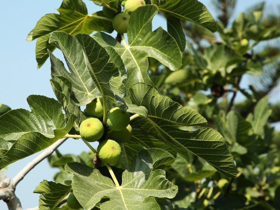 fresh fig