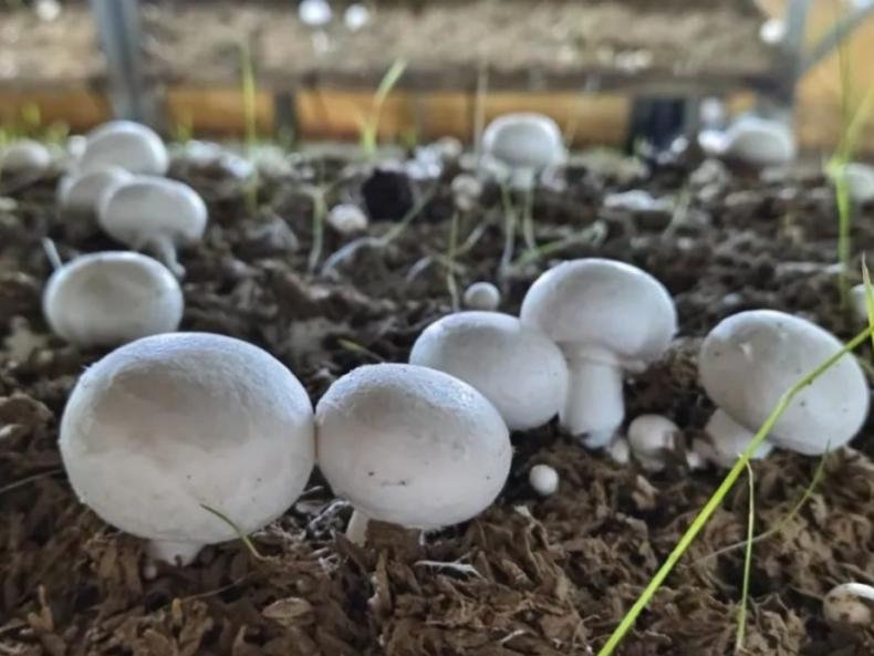 Cendawan Butang Putih.jpg