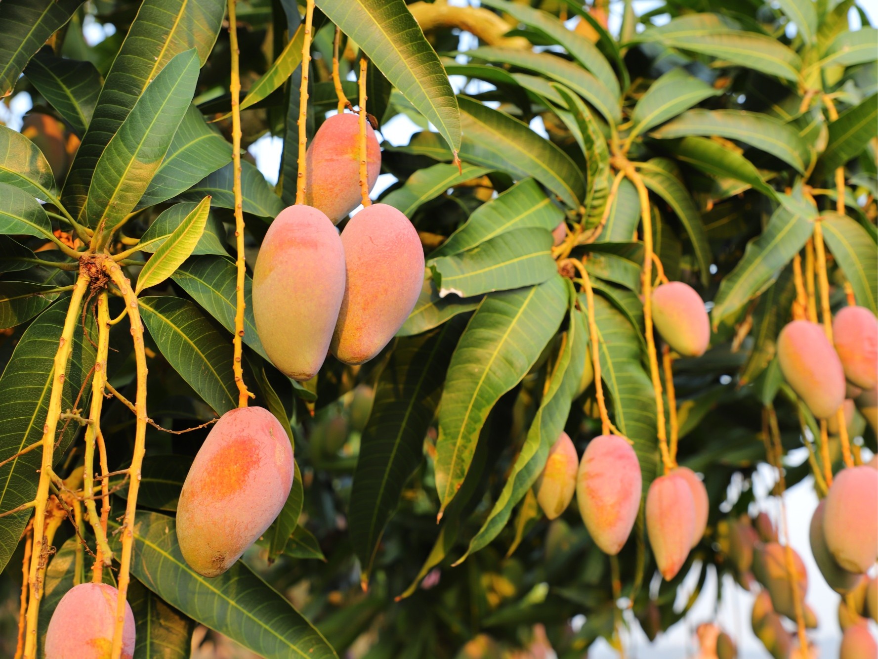 alliance mango farm