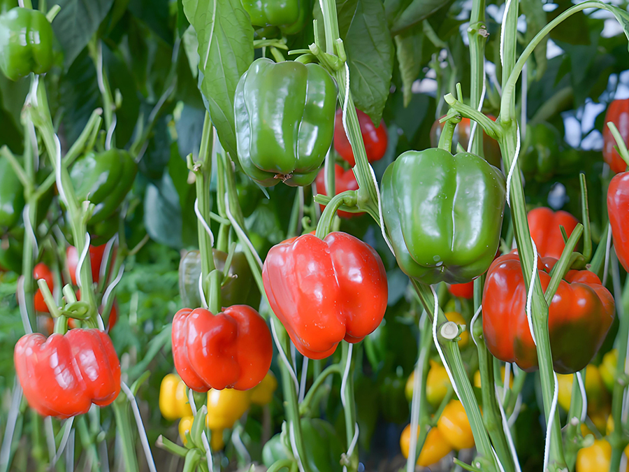 color-bell-pepper-farm