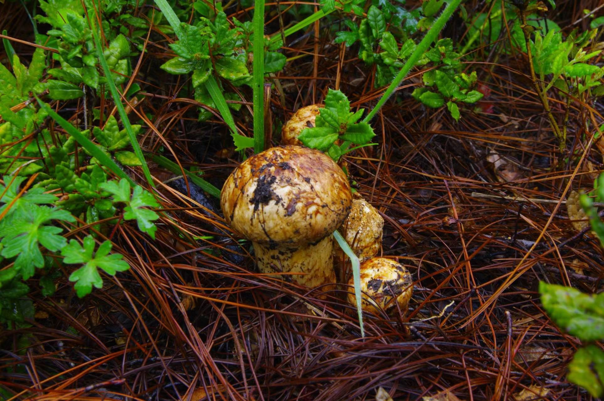 Mushrooms.jpg