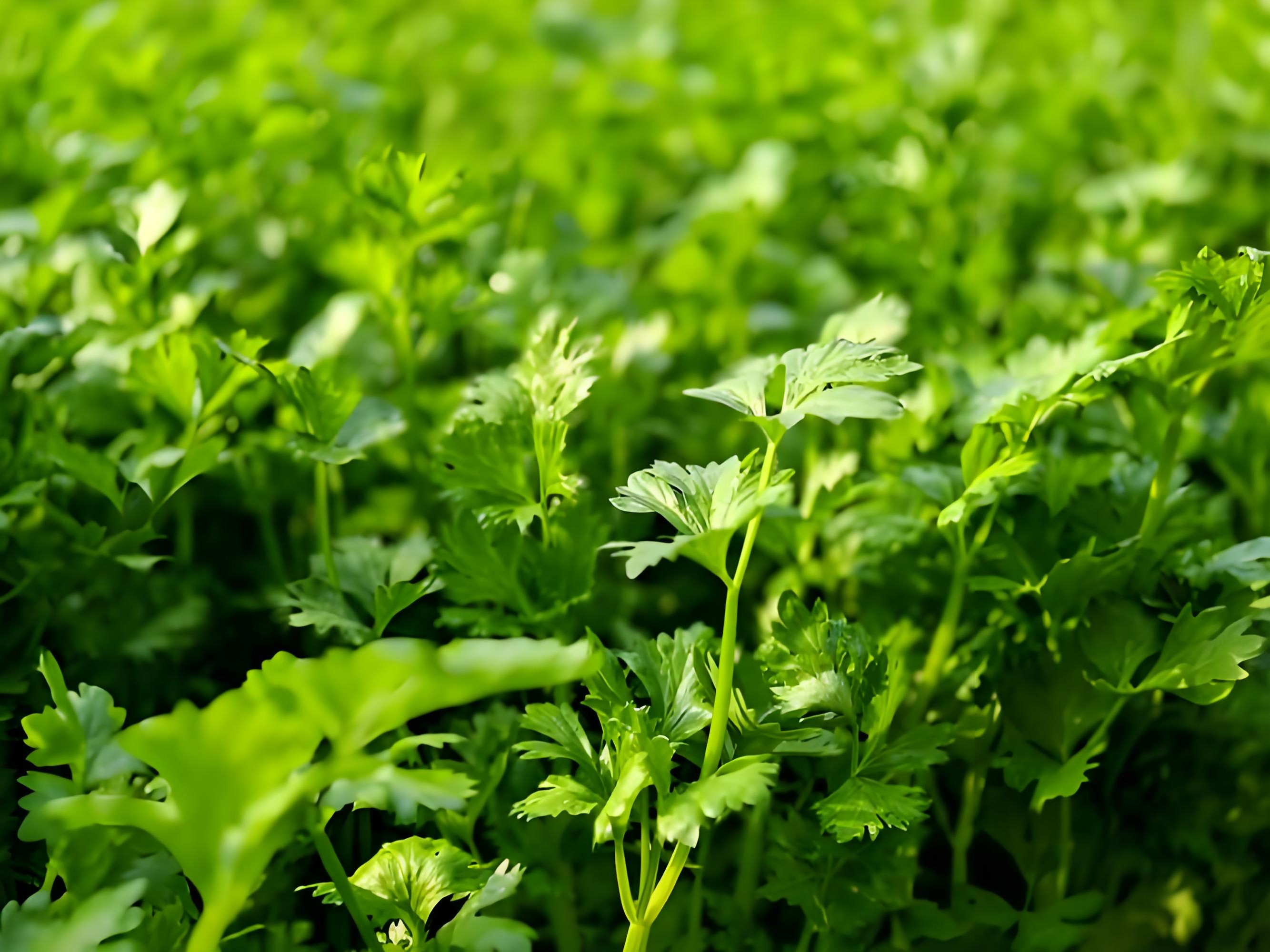 fresh celery