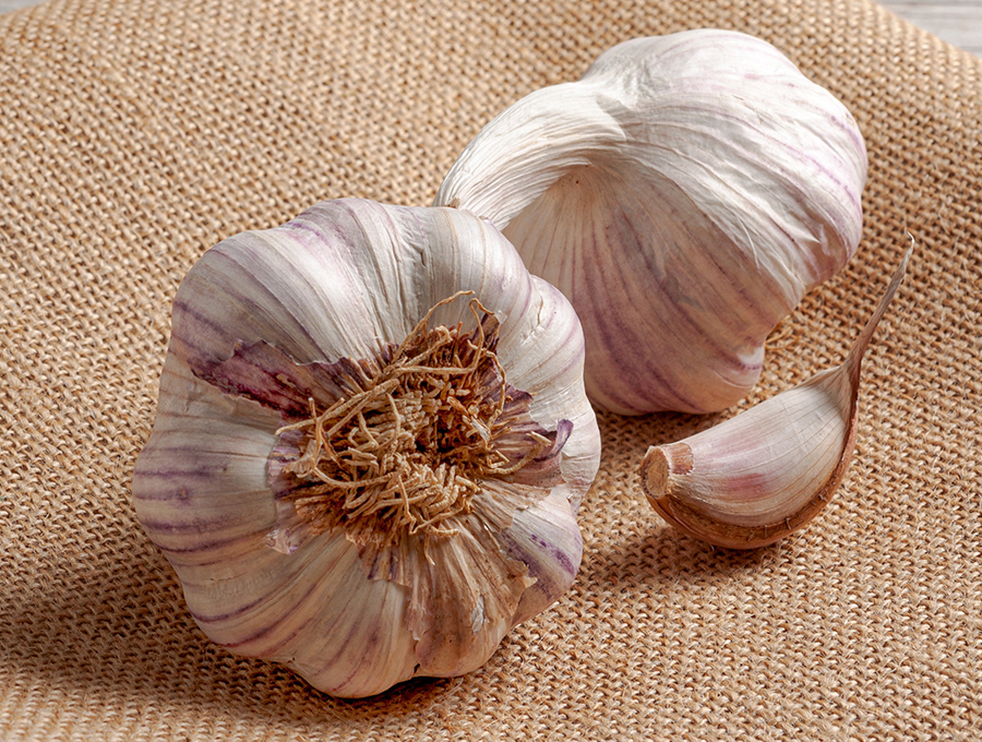 fresh garlic raw material
