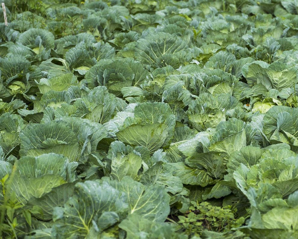 cabbage-field