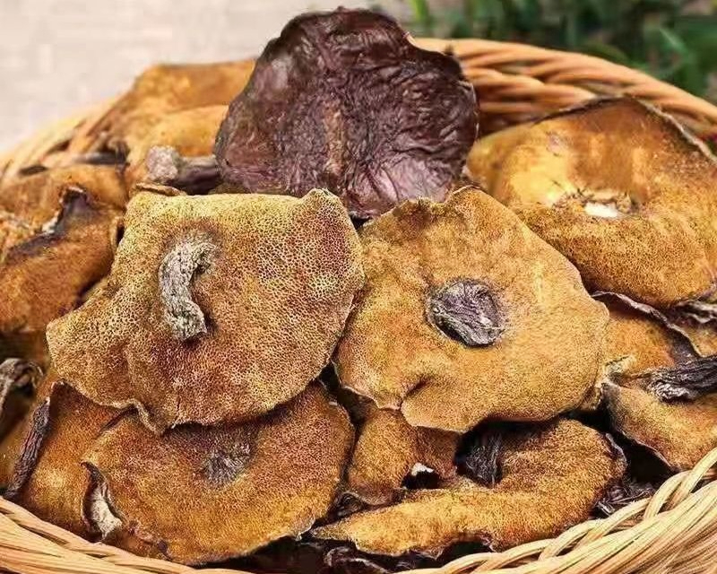 air dried Brown Ring Bolete