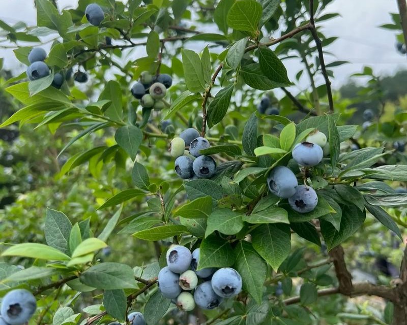 fresh blueberries