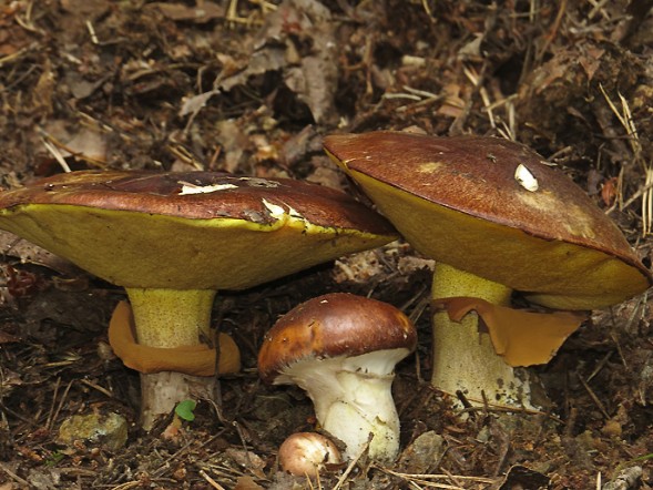wild Brown Ring Bolete Suillus luteus