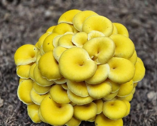 wild harvest chanterelles