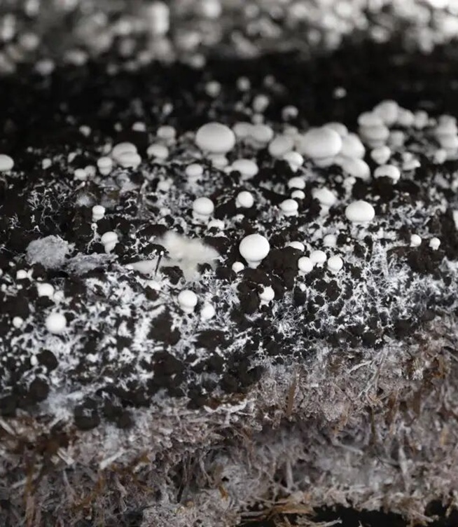 Bagaimana Cendawan Butang Putih Tumbuh: Di Dalam Proses Pengkomposan Tiga Peringkat Shundi