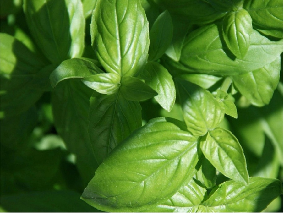 Basil.jpg