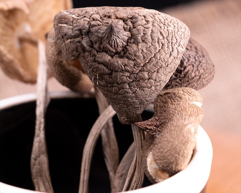 dried Termite Mushrooms supplier