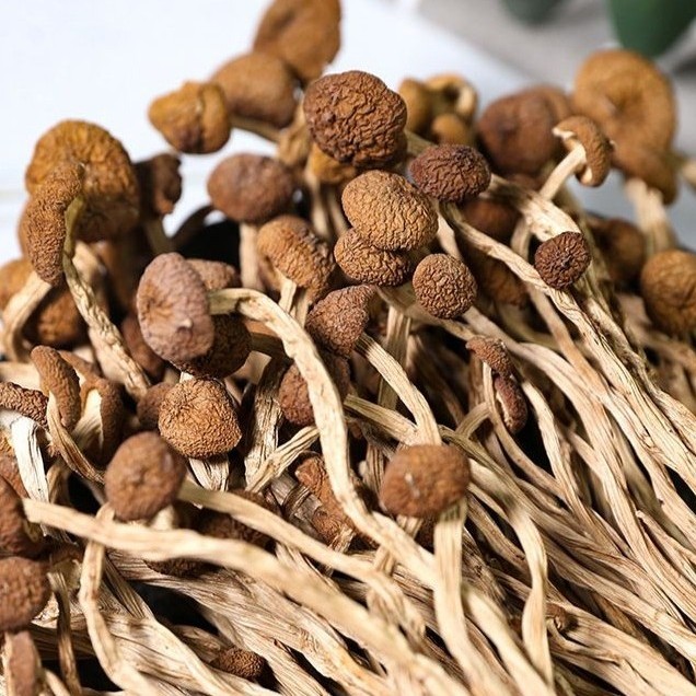 Tea Tree Mushrooms