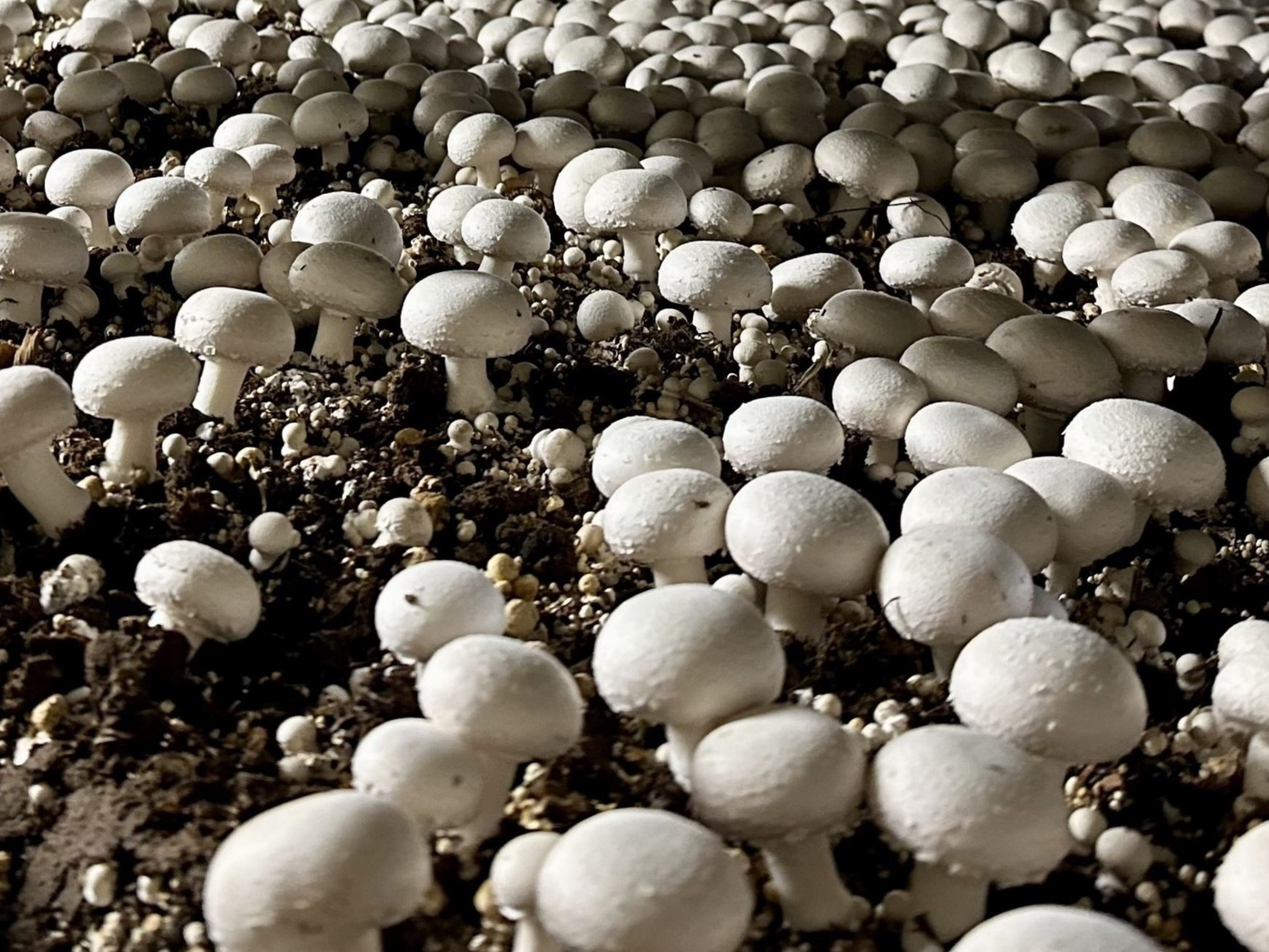 shundi ai intelligent mushroom greenhouse