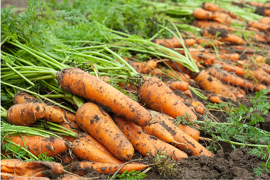 harvest-carrots