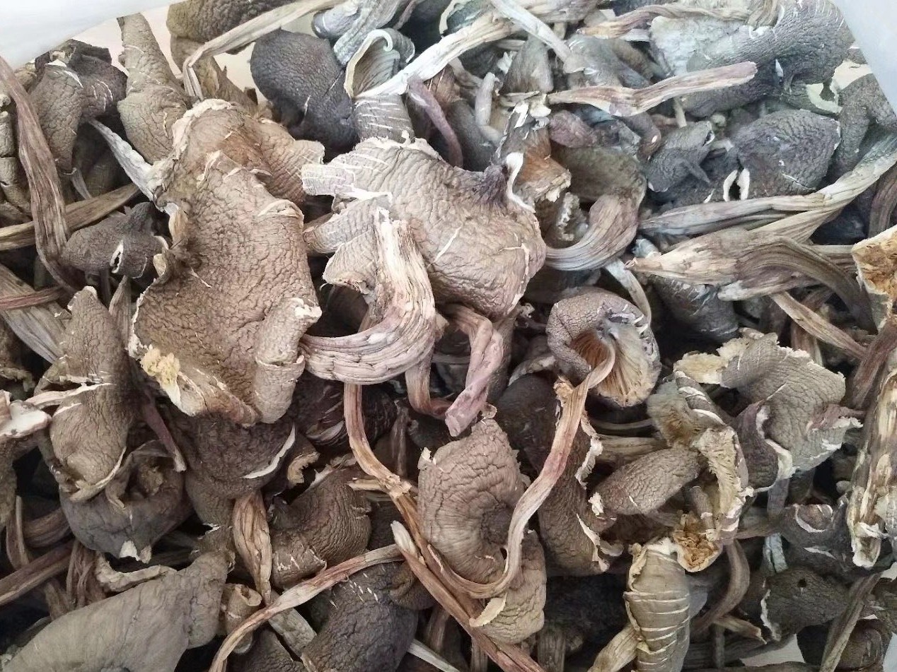 wholesale dried Termite Mushrooms