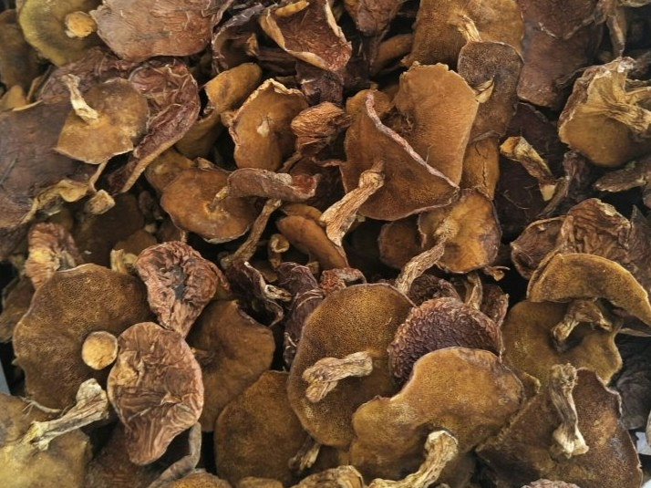 air dried Brown Ring Bolete whole