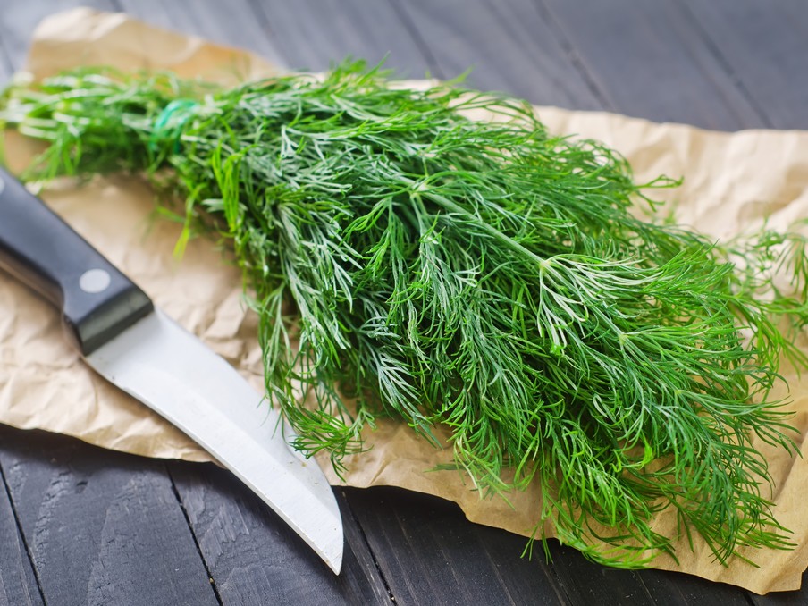 Dill.jpg
