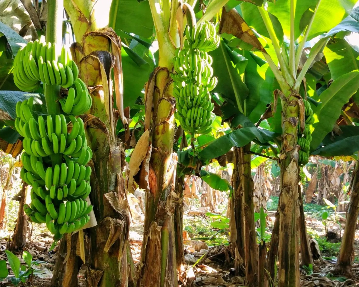 banana fruit trees