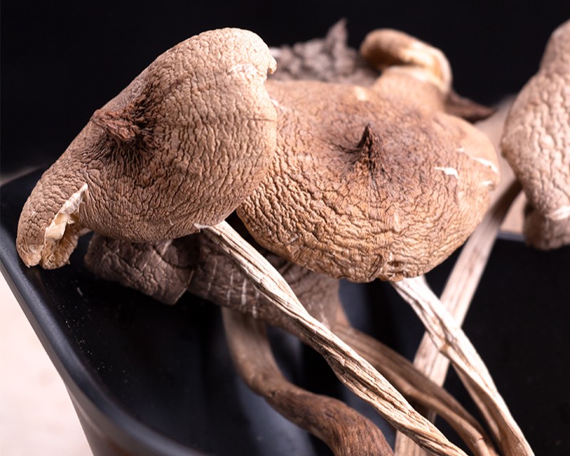 dried Termite Mushrooms whole