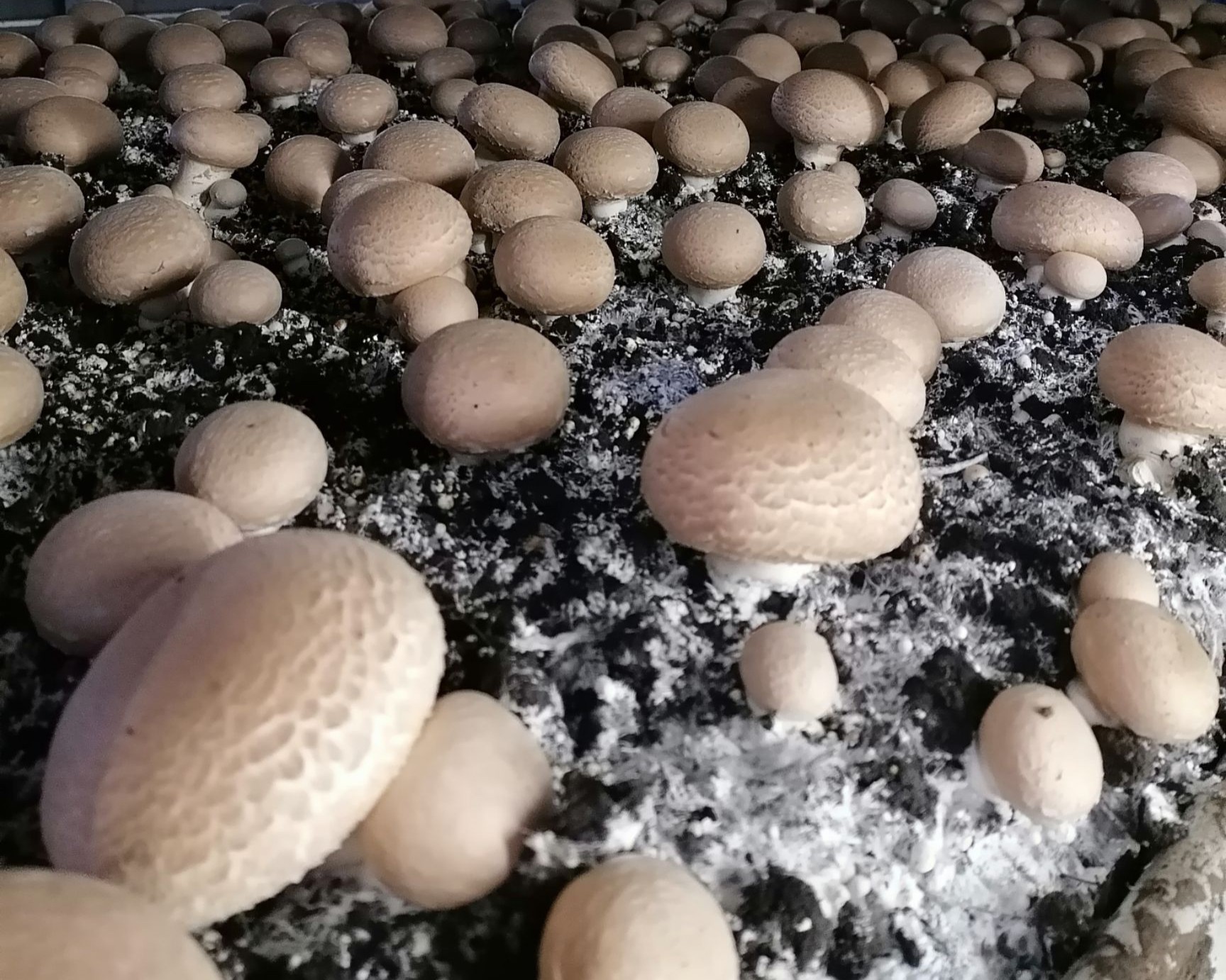 shundi Portabella mushroom house