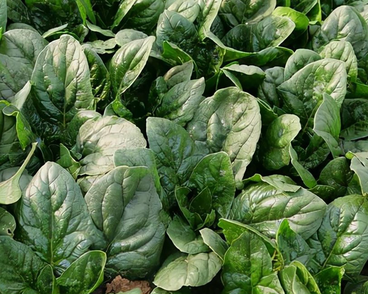 spinach farm