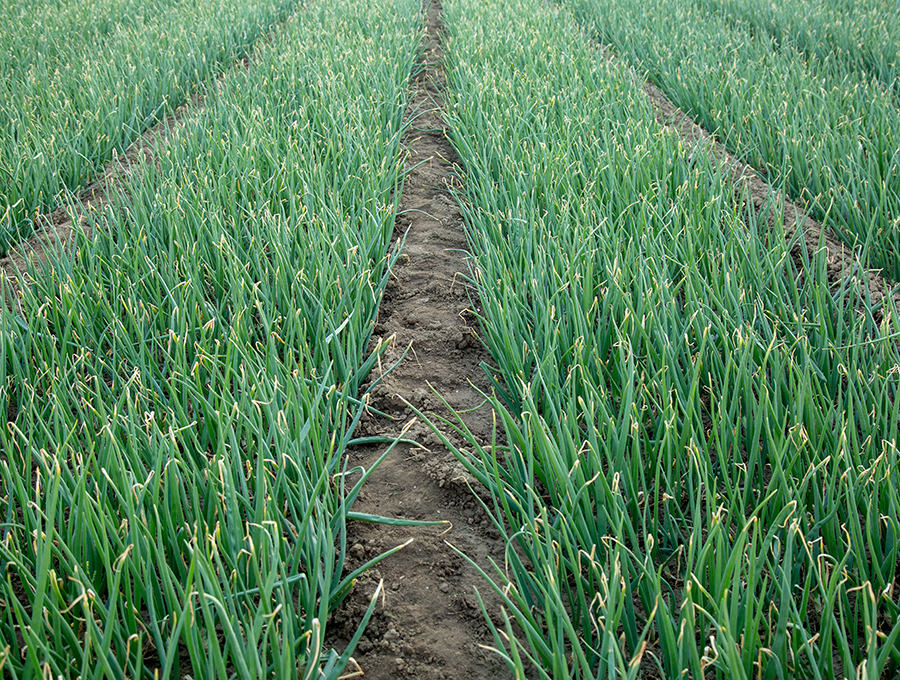 garlic farm of shundi foods