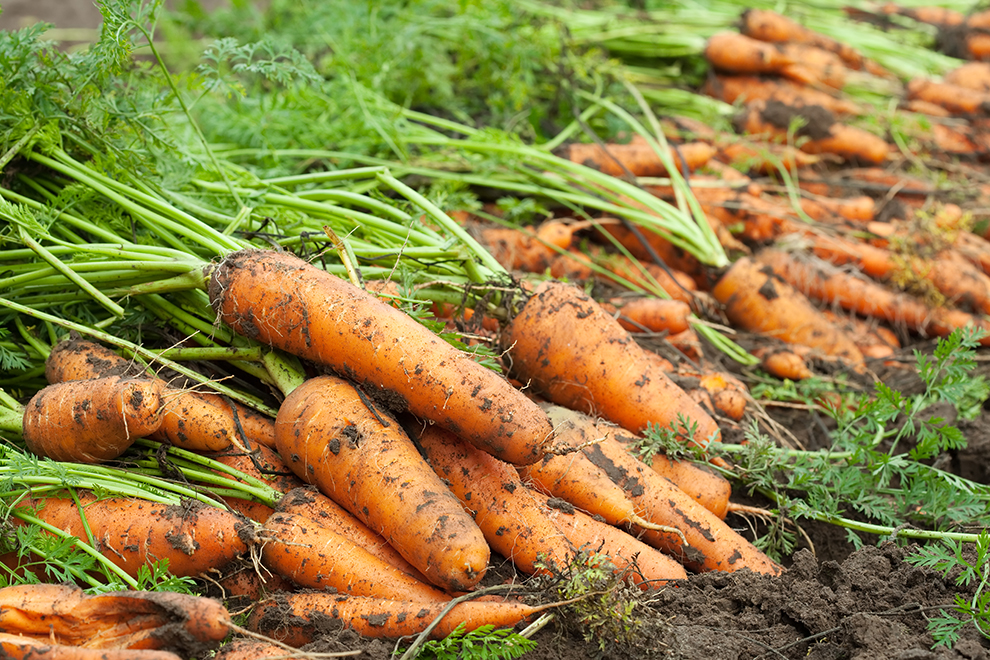 harvest-carrots