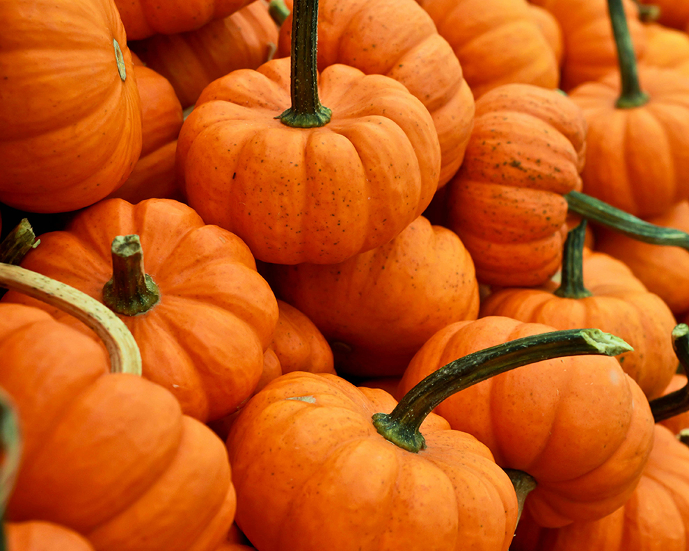fresh pumpkin material