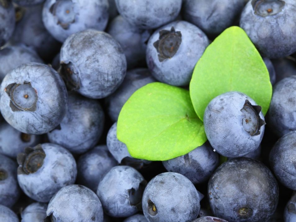 blueberries raw material