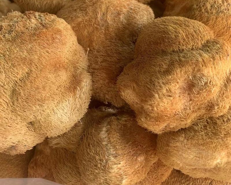 dried lions mane mushrooms
