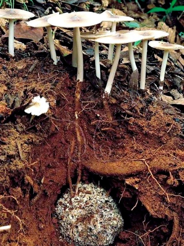 ꯃꯁꯛ ꯊꯣꯀꯄꯥ.jpg