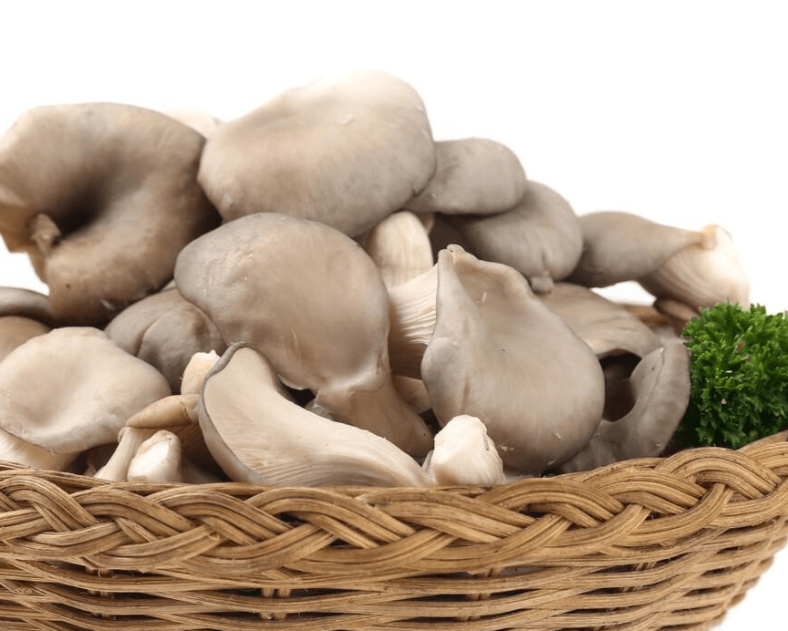 fresh oyster mushrooms