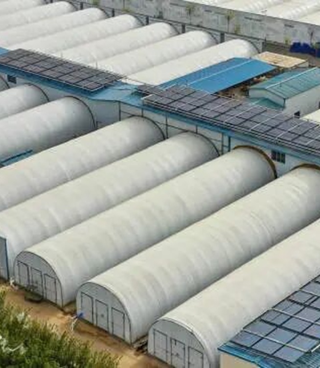 Mengapa Jenama Terkemuka Memilih Makanan Shundi untuk Bekalan Cendawan Kering