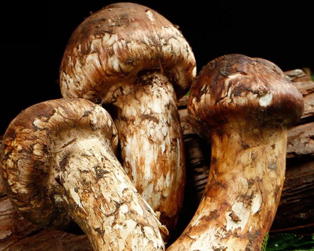 fresh matsutake mushrooms