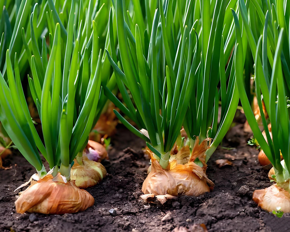 onion farm