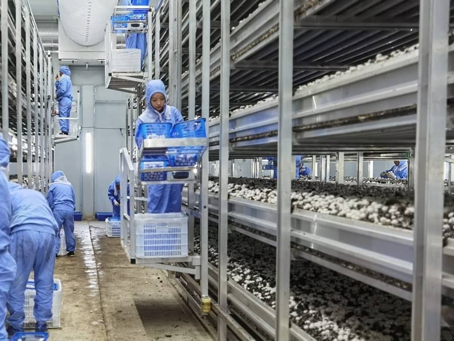 white button mushroom factory.png