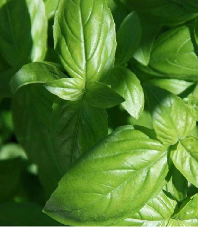 6 Common Culinary Herbs in Western Cooking