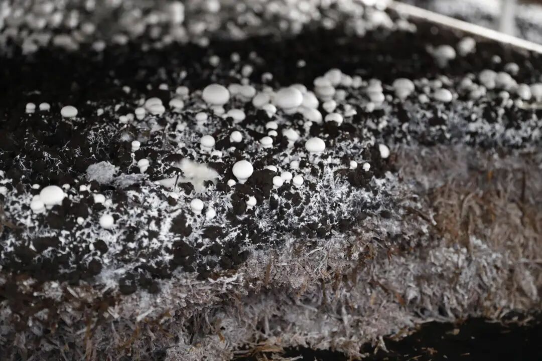 ꯁꯨꯡꯕꯥ ꯕꯇꯟ ꯃꯁꯛ.jpg