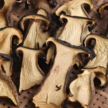 Black Boletus (Boletus aereus)