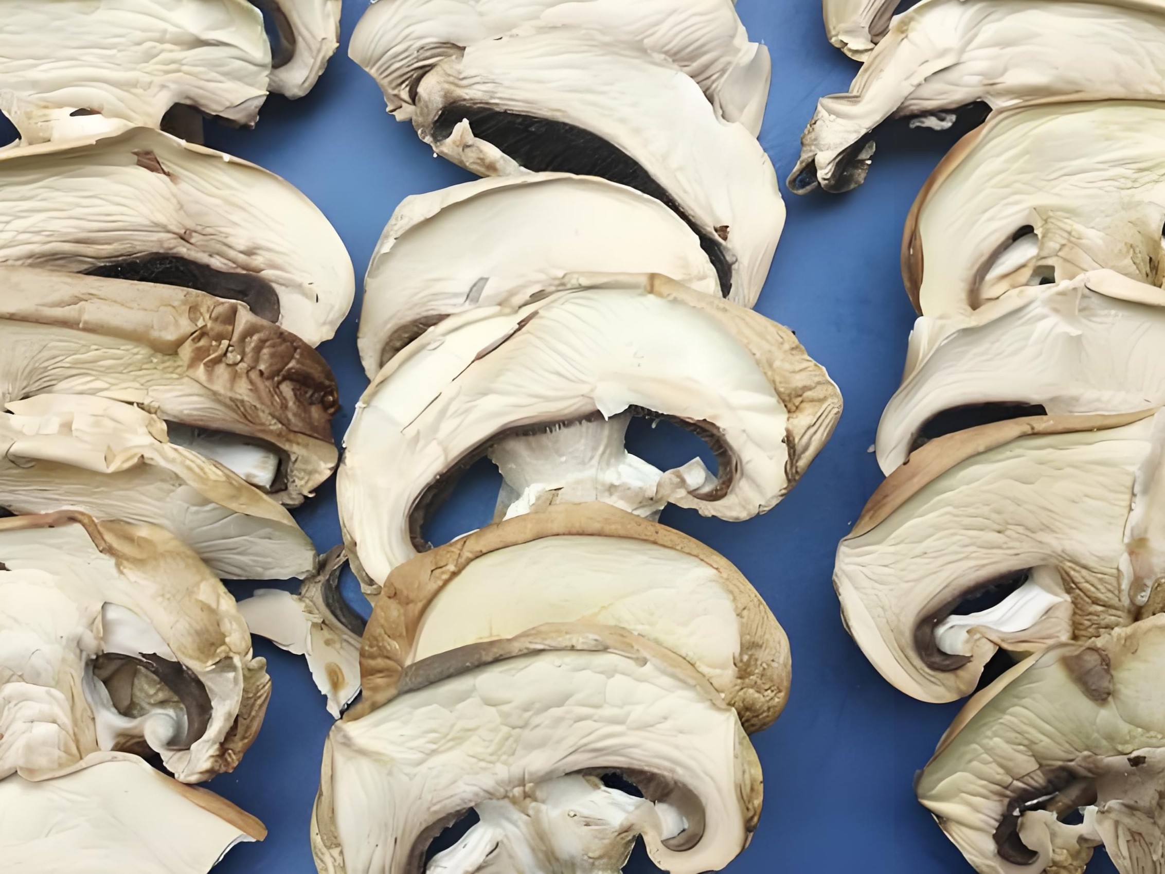 dried mushroom 5.jpg
