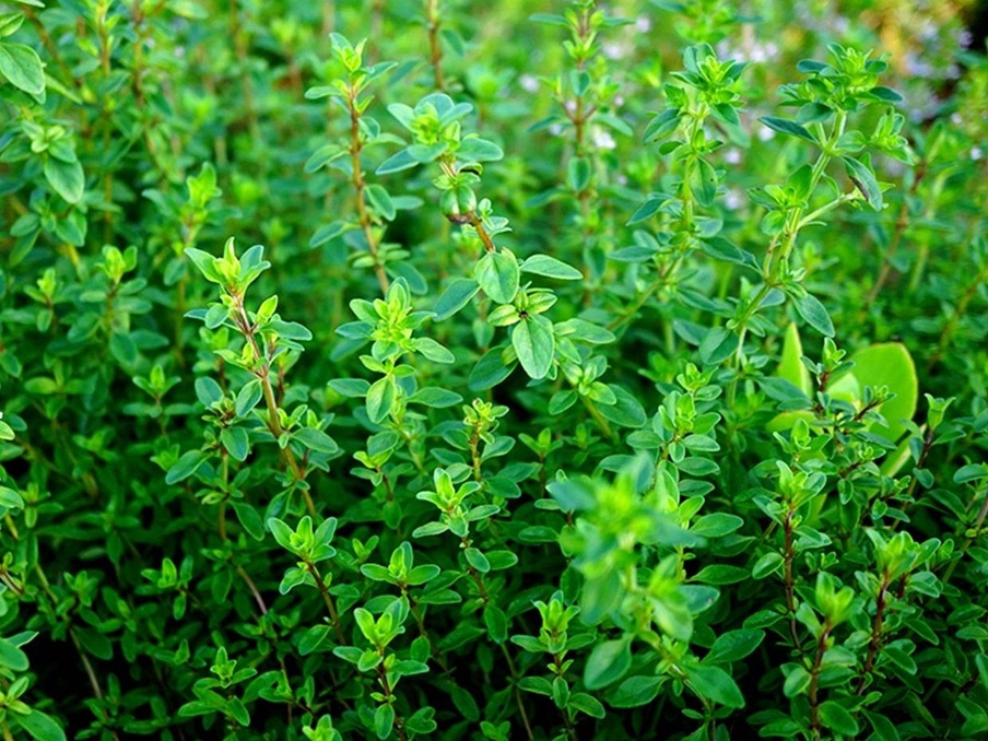 Thyme.jpg
