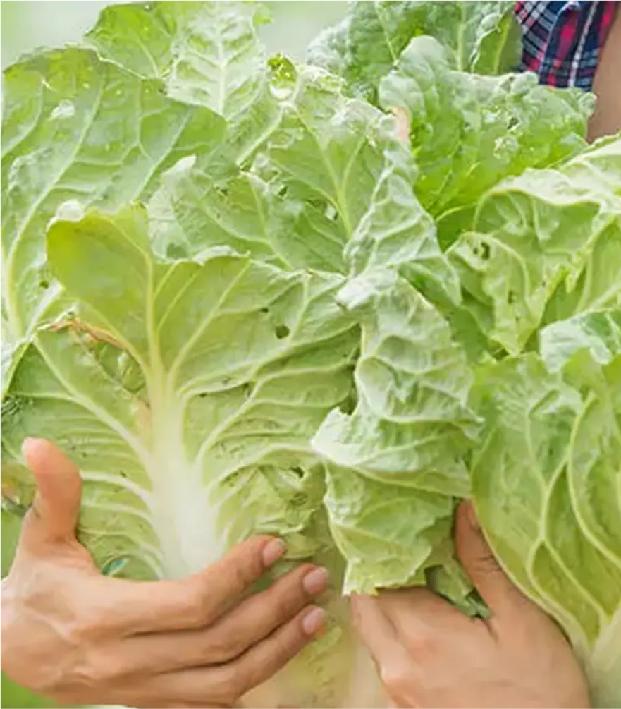 Is Fresh Always Better? The Truth About Frozen Fruits and Vegetables