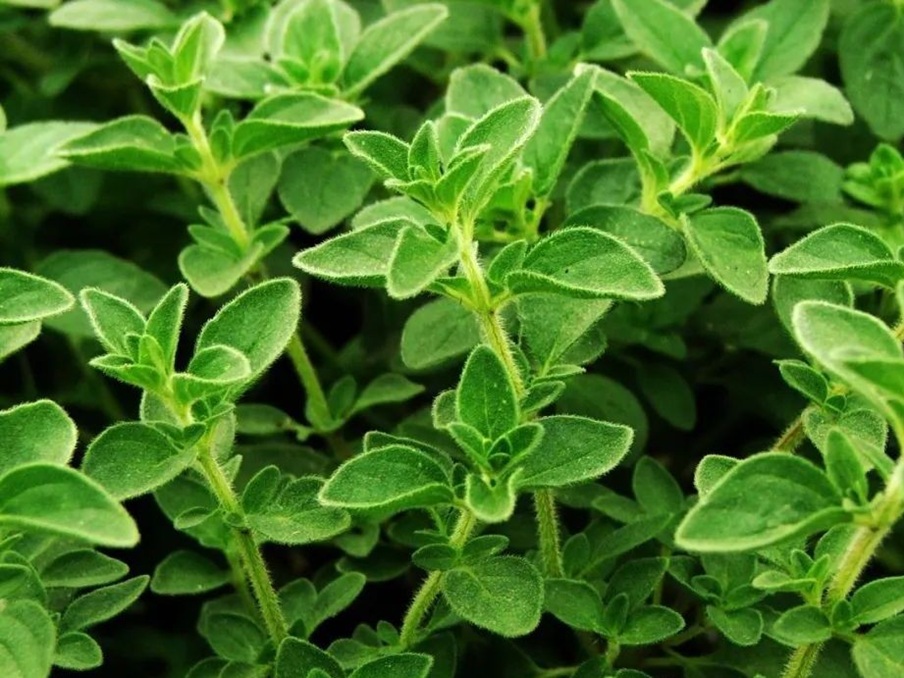 Oregano.jpg