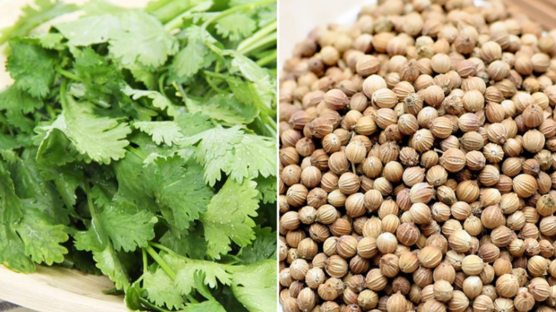 cilantro and coriander.png