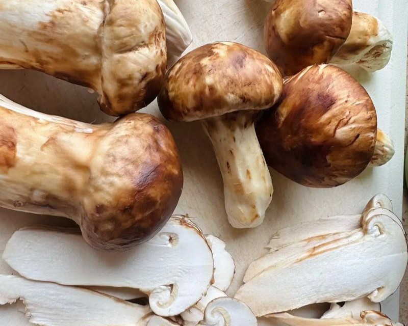 matsutake mushroom