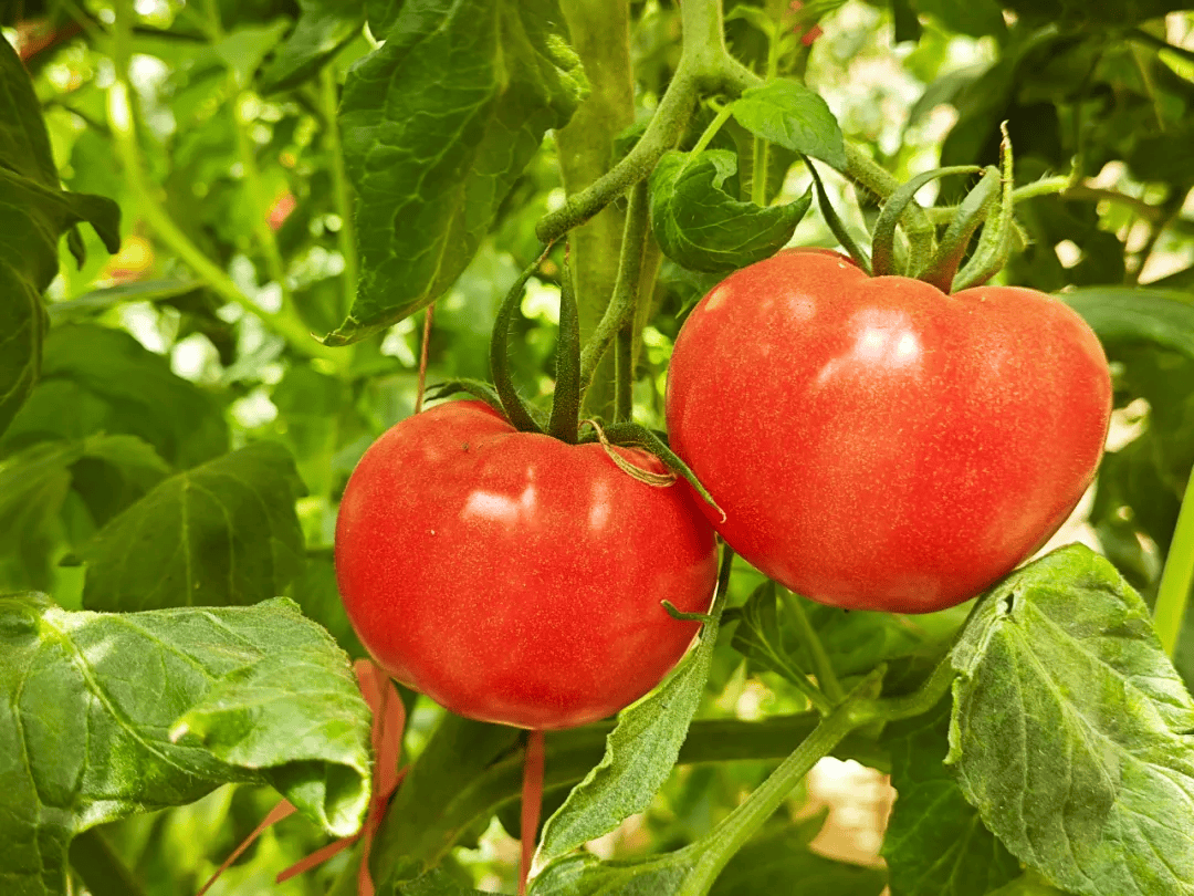 shundi foods tomato farm
